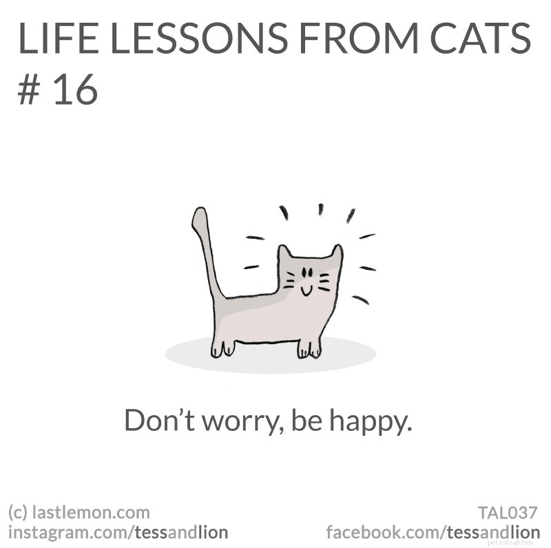 21 lições de vida divertidas, fofas e perspicazes de gatos