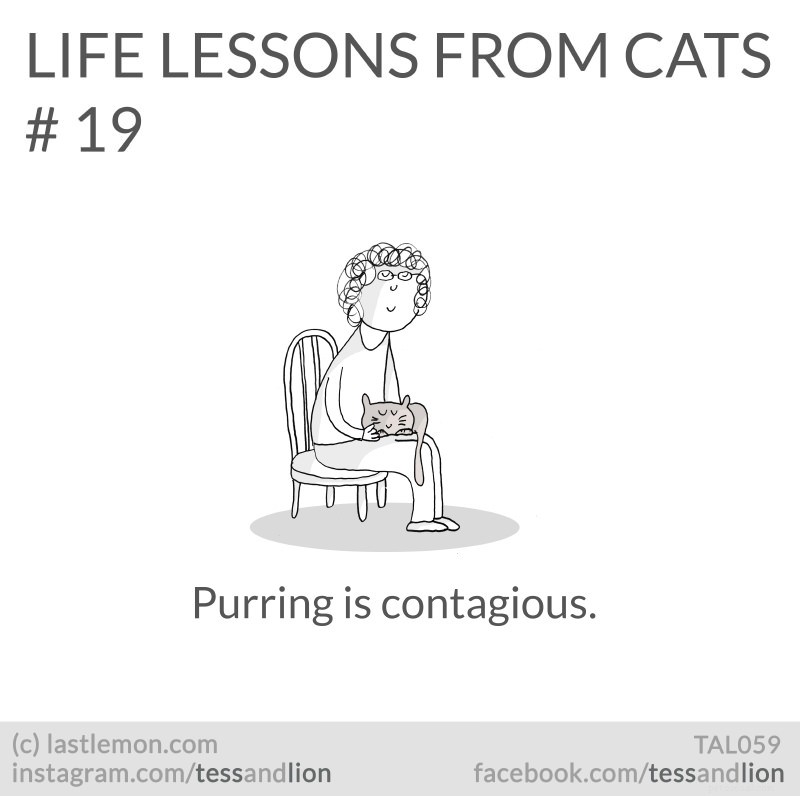 21 lezioni di vita divertenti, carine e perspicaci dai gatti