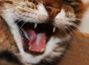 猫から猫へのコミュニケーションの微妙な芸術 