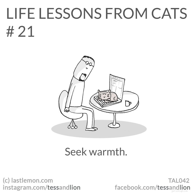 21 веселый, милый и познавательный жизненный урок от кошек