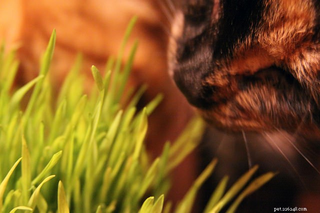 Наука объясняет, почему ваша кошка привередлива в еде