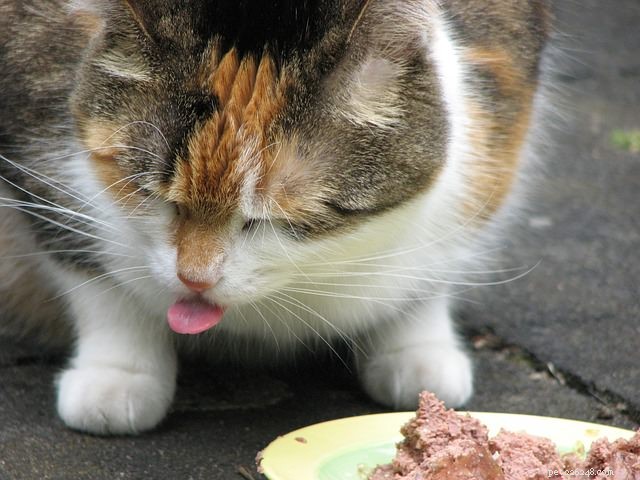 과학은 당신의 고양이가 까다롭게 먹는 이유를 설명합니다