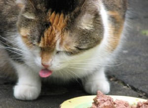 과학은 당신의 고양이가 까다롭게 먹는 이유를 설명합니다