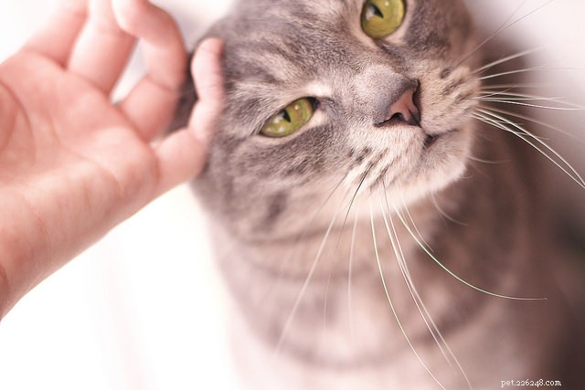 5 manieren waarop u uw kat per ongeluk kunt beledigen