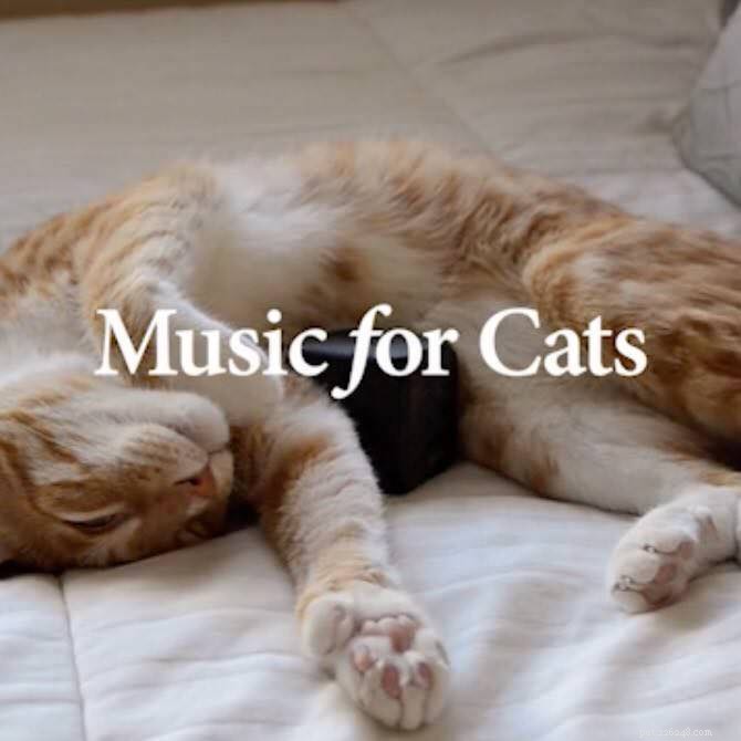 Finalmente Musica per gatti:cosa pensa il tuo gatto?