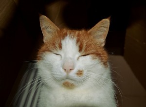 すべての猫の飼い主が知っておくべき5つの耳の信号 