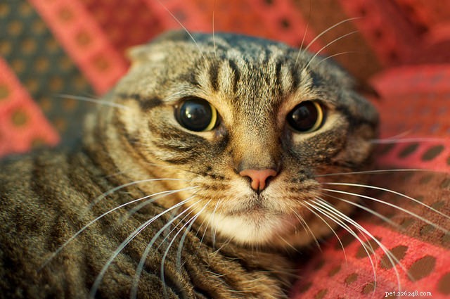 5 sinais auditivos que todo dono de gato deve conhecer