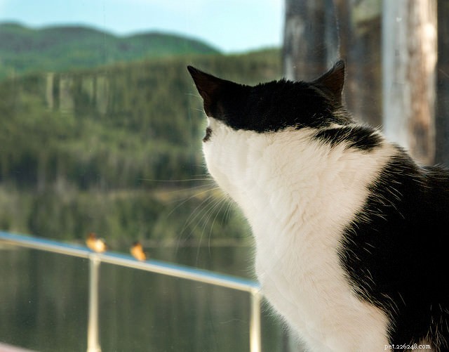 5 sinais auditivos que todo dono de gato deve conhecer