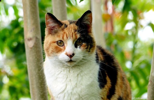 Barva srsti vaší kočky může souviset s jeho osobností