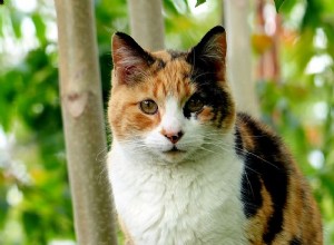 La couleur du pelage de votre chat peut être liée à sa personnalité