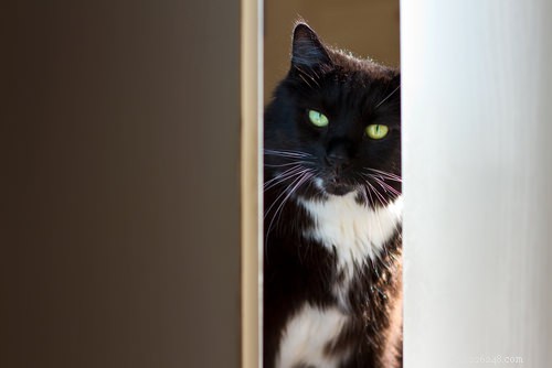 Fråga en veterinär:Varför följer min katt mig till badrummet?