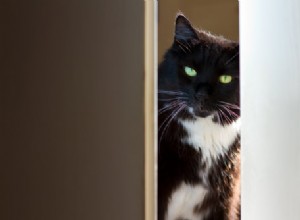 獣医に聞いてください：なぜ私の猫は私をトイレに連れて行くのですか？ 