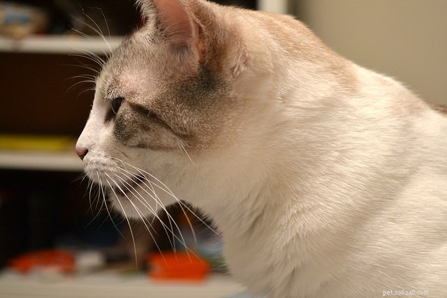 고양이가 조상으로부터 물려받은 4가지 놀라운 초감각