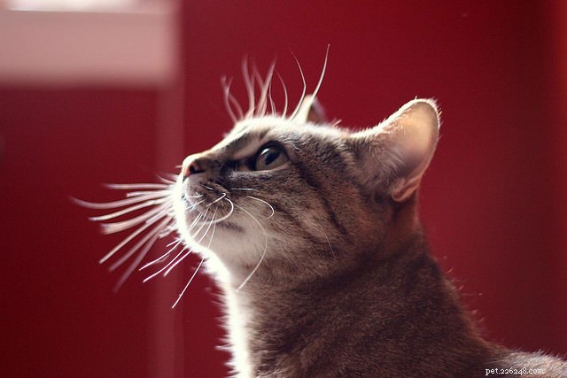 4 super-sens étonnants que les chats ont hérités de leurs ancêtres
