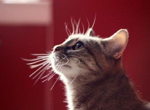 猫が祖先から受け継いだ4つの驚くべき超感覚 