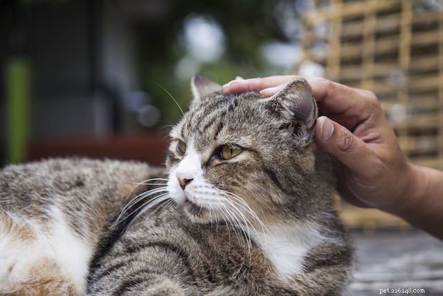 10 coisas que os humanos fazem que os gatos não gostam