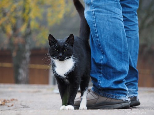 Demandez à un vétérinaire :pourquoi mon chat se frotte-t-il autour de mes jambes ?