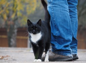 Demandez à un vétérinaire :pourquoi mon chat se frotte-t-il autour de mes jambes ?