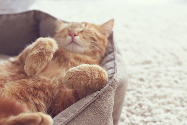 10 dingen die mensen doen waar katten een hekel aan hebben