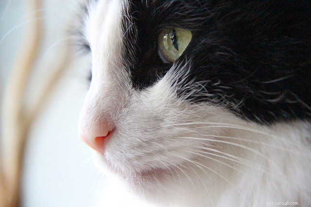 8 tips voor het benaderen van onbekende katten