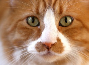 8 conseils pour approcher des chats inconnus