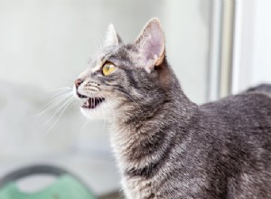 獣医に尋ねる：なぜ私の猫は鳥でおしゃべりするのですか？ 