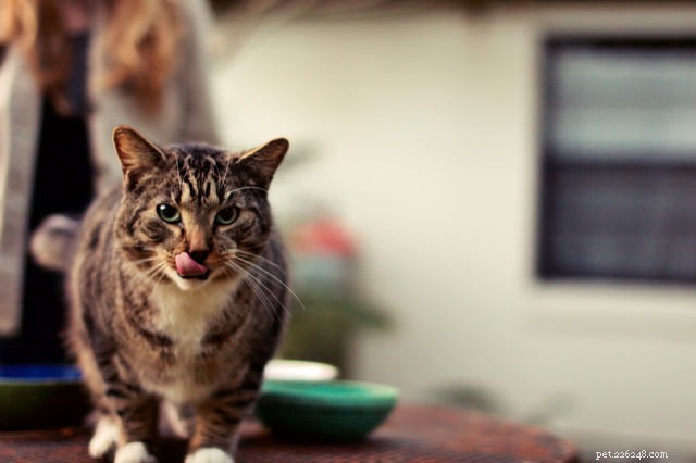 7 redenen waarom je kat een kieskeurige eter kan zijn