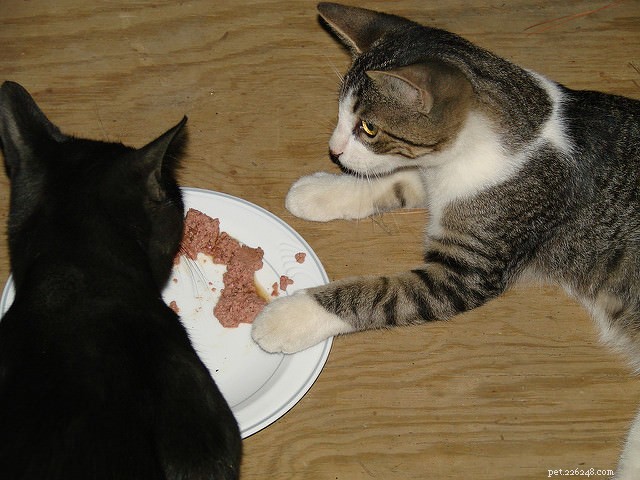 7 raisons pour lesquelles votre chat peut être difficile à manger
