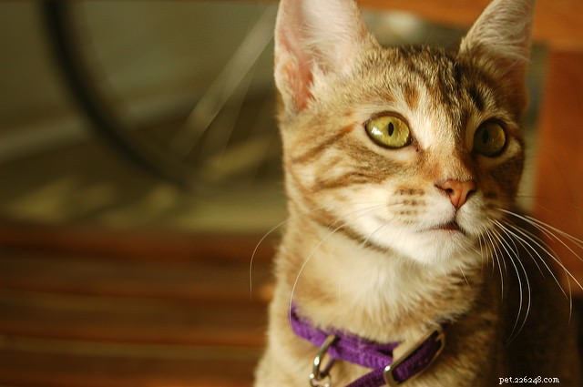 7 motivi per cui il tuo gatto potrebbe essere un mangiatore schizzinoso