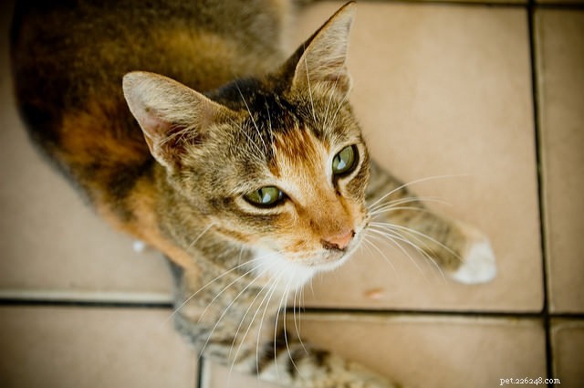 7 redenen waarom je kat een kieskeurige eter kan zijn