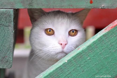 Fråga en veterinär:Kan min katt lida av depression?