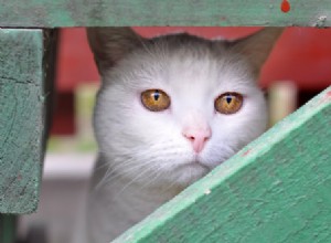 獣医に尋ねる：私の猫はうつ病に苦しむことができますか？ 