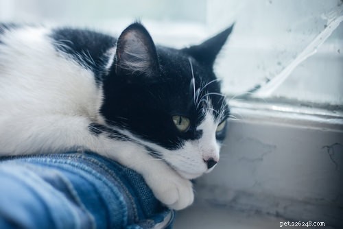 獣医に尋ねる：私の猫はうつ病に苦しむことができますか？ 