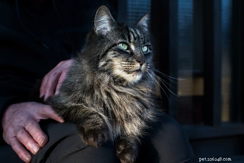 Vraag het een dierenarts:kunnen katten verdriet voelen?