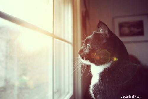 Fråga en veterinär:Kan katter känna sorg?