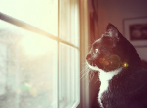 獣医に尋ねる：猫は悲しみを感じることができますか？ 