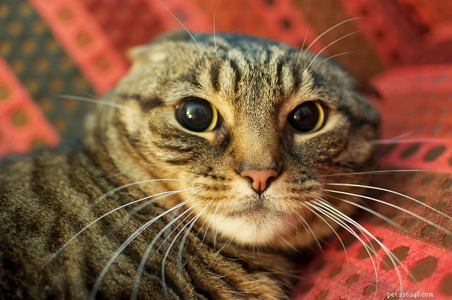 8 varovných příznaků, že je vaše kočka nadměrně stimulovaná