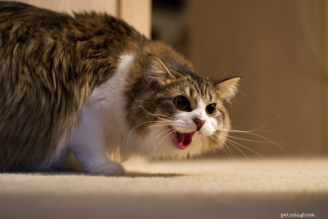 8 segnali di pericolo che il tuo gatto è sovrastimolato