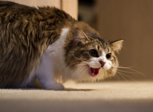 あなたの猫が過剰に刺激されているという8つの警告サイン 