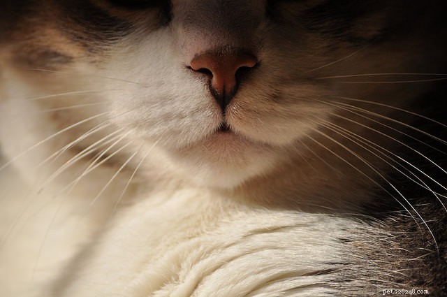7 способов, которыми кошки используют свое обоняние