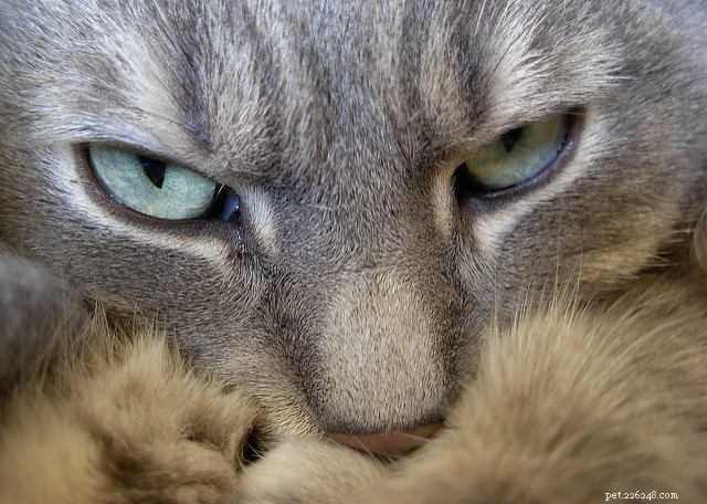 7 sätt som katter använder sina luktsinne på