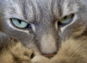 猫が嗅覚を使う7つの方法 