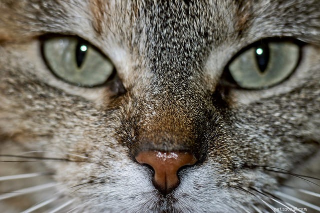 7 sätt som katter använder sina luktsinne på