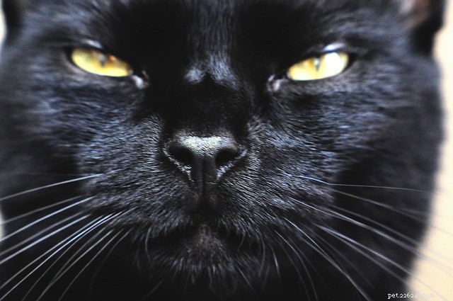 7 façons dont les chats utilisent leur odorat