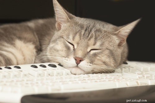 Pergunte a um veterinário:Por que meu gato deita no meu teclado quando estou digitando?