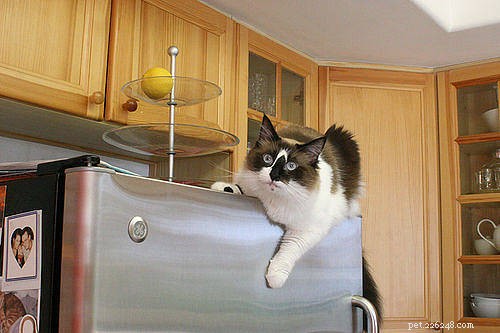 Proč dělají kočky bláznivé věci? Odpovědi najdete zde!