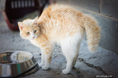 Pergunte a um veterinário:Por que meu gato arqueia as costas quando está com medo?