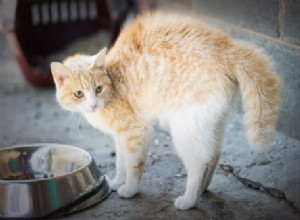 Zeptejte se veterináře:Proč se mé kočce prohýbá záda, když se bojí?