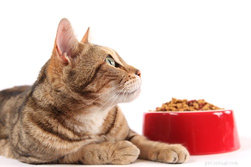 Fråga en veterinär:Varför verkar min katt bli uttråkad på viss mat?