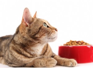 수의사에게 물어보세요:고양이가 특정 음식에 질려하는 이유는 무엇입니까?
